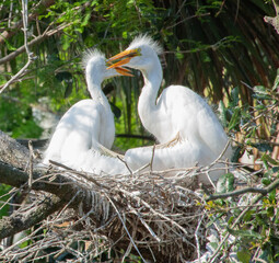 White heron chicks