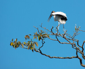 Wood Stork in tree top
