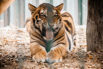 Majestic Tiger Relaxing Amidst Nature's Rustic Charm