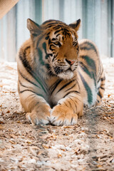 Majestic Tiger Resting Serenely on Forest Floor Displaying Striking Patterns and Natural Beauty