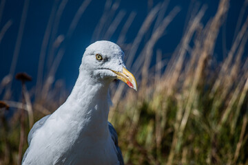 Möwe