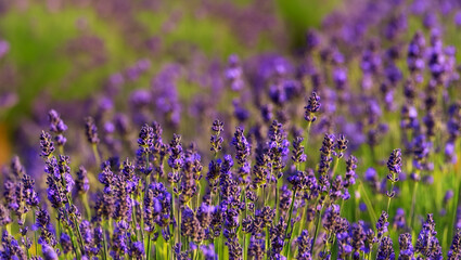 Obraz premium Lavender Field in Bloom