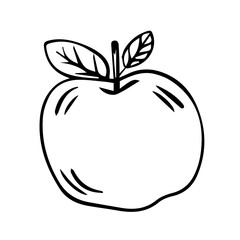Apple in doodle style isolated on white background. Signature icon. Outline vector illustration. Can be used as an icon or symbol. Decorative element. Hand drawn in black.