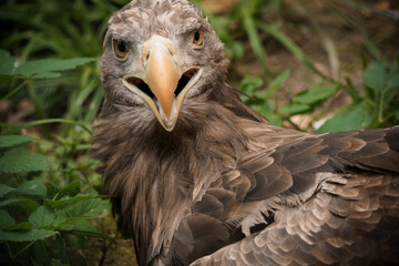 Majestic Eagle with Intense Gaze Amidst Verdant Foliage