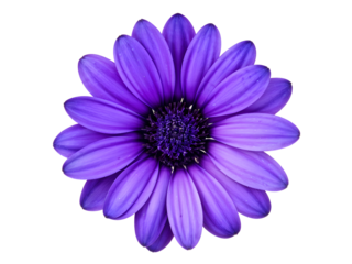 blue osteospermum daisy flower isolated on transparent with clipping path
