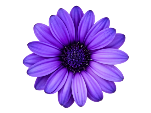 blue osteospermum daisy flower isolated on transparent with clipping path
