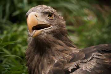 Fototapeta premium Majestic Portrait of a Wild Eagle in Lush Greenery
