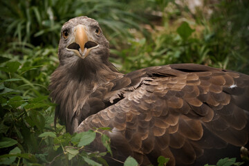 Majestic Eagle in Lush Greenery Displaying Intricate Feather Details and Sharp Gaze