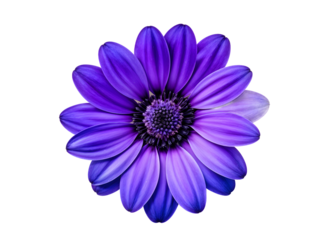 blue osteospermum daisy flower isolated on transparent with clipping path
