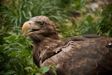 Majestic Eagle Posed in Lush Greenery Showcasing its Powerful Beak and Stunning Plumage