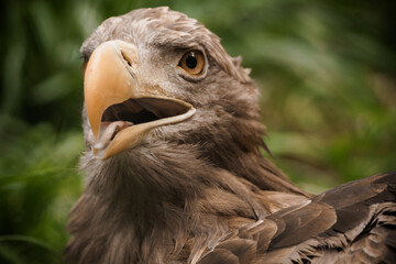 Majestic Eagle Close-Up in Lush Greenery Nature Setting