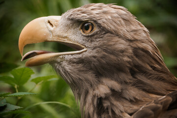 Majestic Close-up of a Powerful Eagle with Sharp Beak and Intense Gaze in Vibrant Natural Habitat