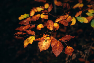 Beech forest in autumn in the Ordesa Valley National Park in Aragon Pyrenees. Huesca, Spain. Ara river waterfalls.