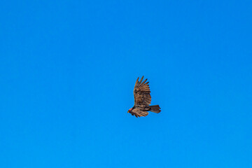 Tropical Black Turkey Vulture Cathartes aura aura blue sky Mexico.