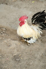 Young Bantam Chicken