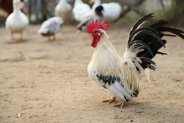 Young Bantam Chicken