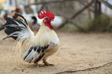 Young Bantam Chicken