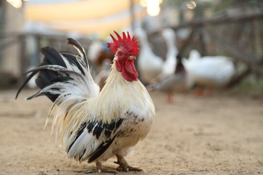 Young Bantam Chicken