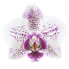 Fototapeta premium White orchid with purple spots