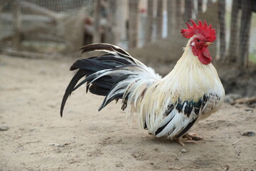 Young Bantam Chicken