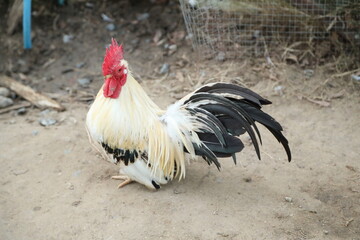 Young Bantam Chicken