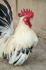 Young Bantam Chicken