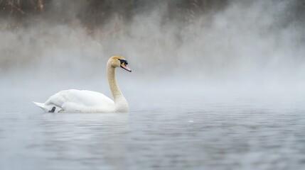 Obraz premium Swan in Misty Morning