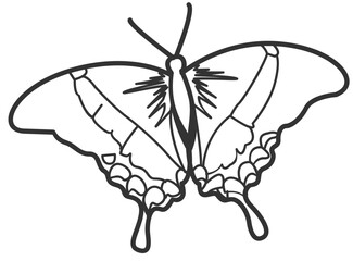butterfly line art