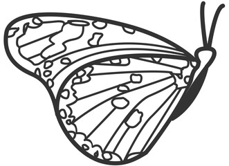 butterfly line art