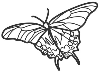 butterfly line art