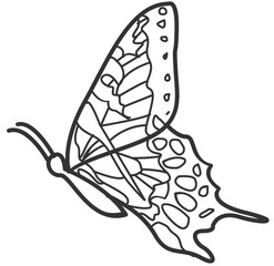 butterfly line art