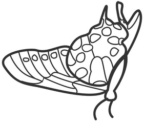 butterfly line art