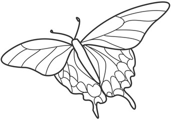 butterfly line art