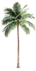 Obraz premium Realistic Tall Palm Tree with Lush Green Fronds on Isolated Background