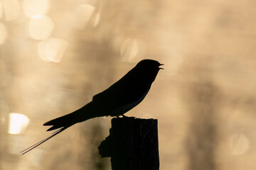 Barn Swallow Silhouette