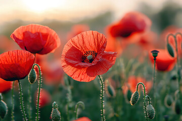 Obraz premium close up of red poppy flowers in a field summer afternoon day 