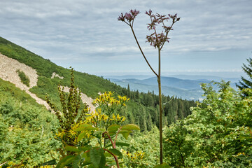 Wakacje w Górach © Thomas
