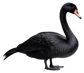 Fototapeta premium Animal goose bird swan.