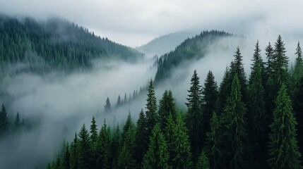 How does the image of mist rolling over the forested mountains symbolize mystery, tranquility, or the unknown in a story or poem,