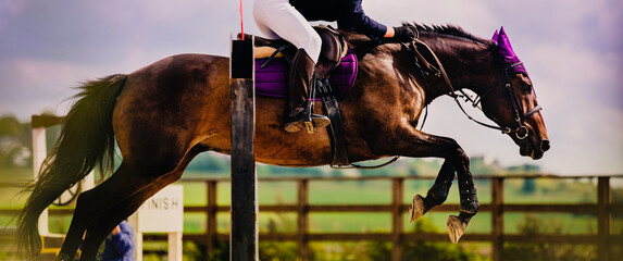 A beautiful bay horse, with a skilled rider in the saddle, jumps over a tall barrier on a sunny summer day, against a backdrop of a blue sky. 