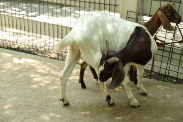 Farm Animal Life
