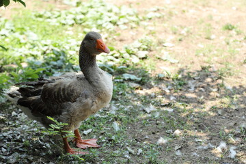 Grey and White Duck