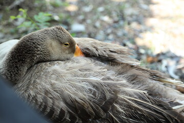 Grey and White Duck