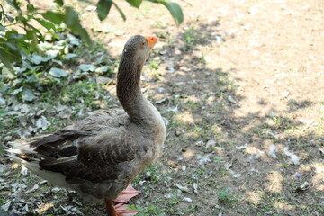 Fototapeta premium Grey and White Duck