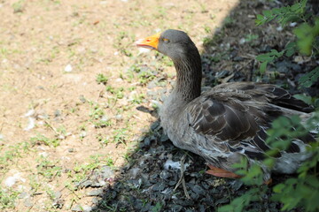 Grey and White Duck