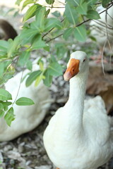 Grey and White Duck