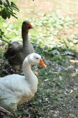 Grey and White Duck