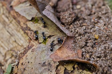Black ants walking on an old tree trunk in the forest.