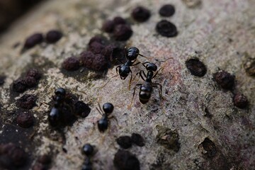 Ants march on a fallen tree trunk in the woods, exploring the rugged bark.
