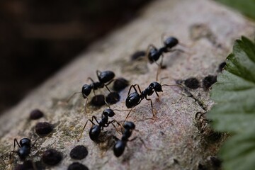 Black ants scurry over the bark of a tree fallen by wind, deep in the forest.